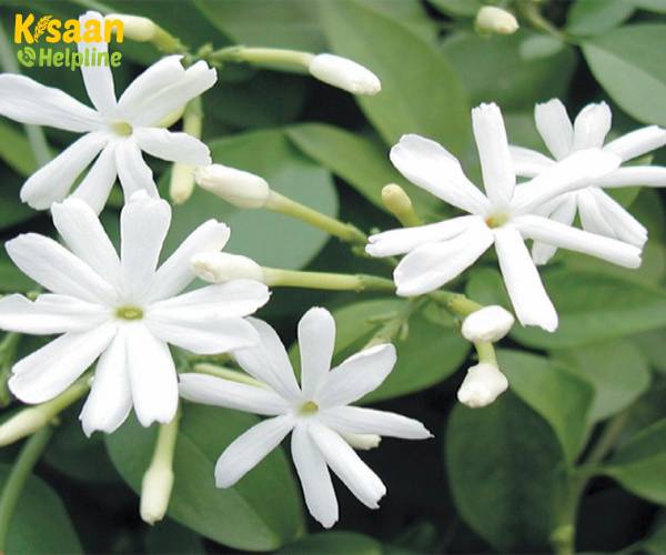 Jasmine (चमेली)